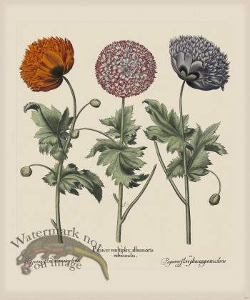 Besler 293 Colored  B2